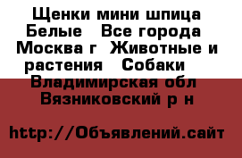 Щенки мини шпица Белые - Все города, Москва г. Животные и растения » Собаки   . Владимирская обл.,Вязниковский р-н